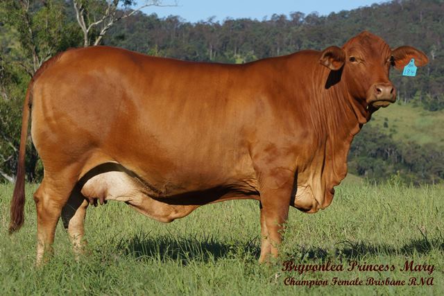 Bryvonlea Princess Mary